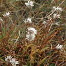 Image of Armeria ruscinonensis subsp. littorifuga (Bernis) Malagarriga