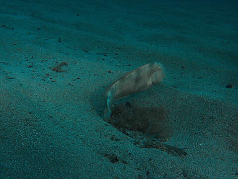 Image of Cleaver Wrasse