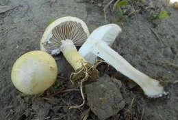 Image of Agrocybe molesta (Lasch) Singer 1978