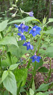 Plancia ëd Delphinium alabamicum R. Kral