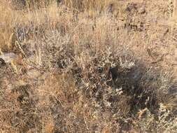 صورة Artemisia arbuscula subsp. longicaulis A. H. Winward & E. D. Mc Arthur