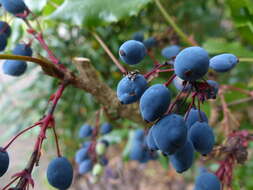 Imagem de Rhagoletis berberis Curran 1932