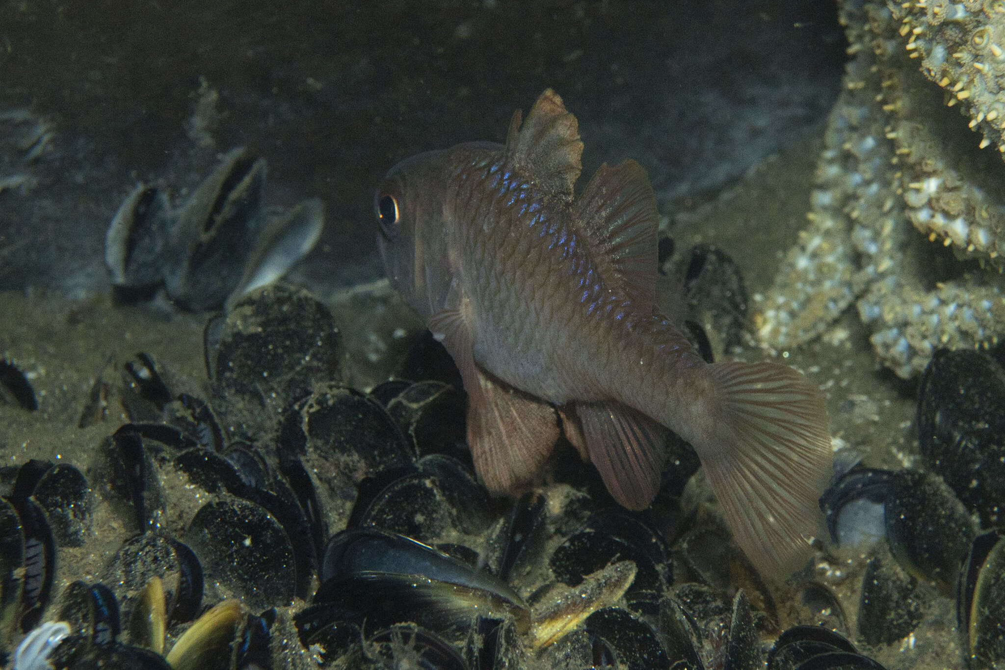 Image of Orange cardinalfish