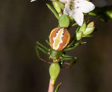 Image of Australomisidia rosea (L. Koch 1875)