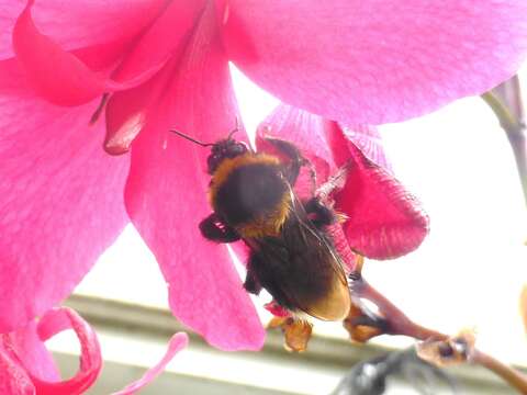 Image of Large garden bumblebee