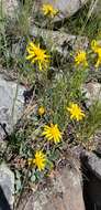 Image of Flagstaff ragwort