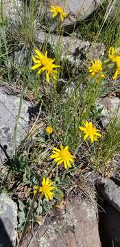 Image of Flagstaff ragwort