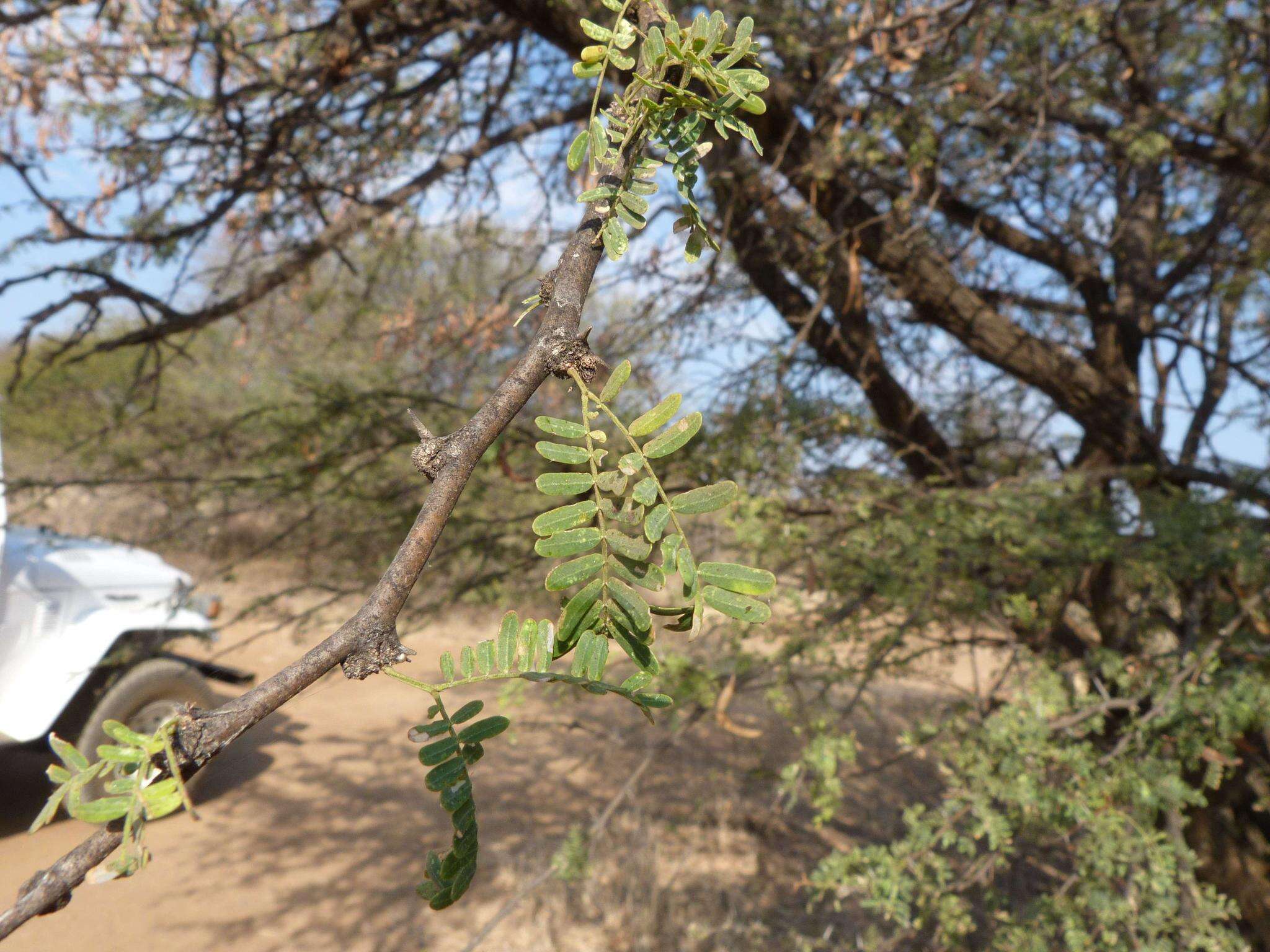 Vachellia grandicornuta (Gerstner) Seigler & Ebinger resmi