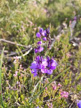 Image of Polygala microphylla L.