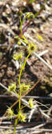 Drosera gunniana的圖片