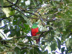 Image of Crested Quetzal