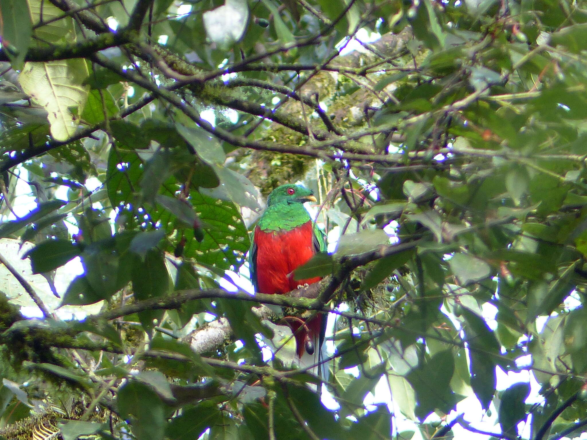 Image of Crested Quetzal