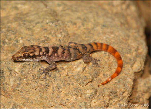 Phyllodactylus julieni Cope 1885 resmi