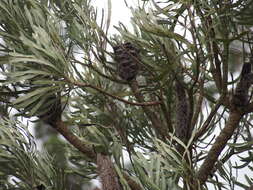 Plancia ëd Banksia attenuata R. Br.