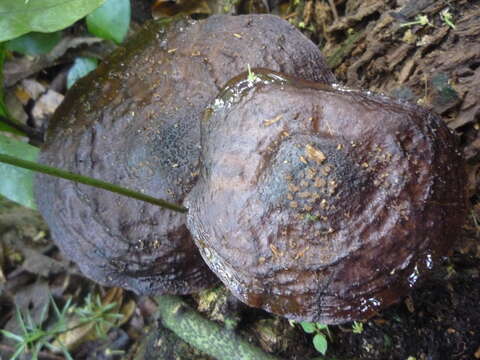 Image of Pluteus concentricus E. Horak 2008