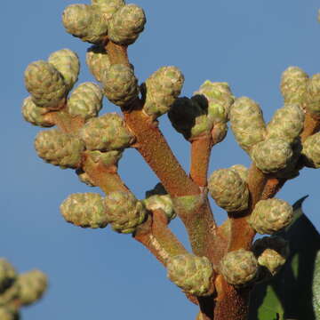 Image de Oreopanax discolor (Kunth) Decne. & Planch.