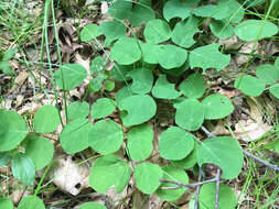 Sivun Desmodium rotundifolium (Michx.) DC. kuva