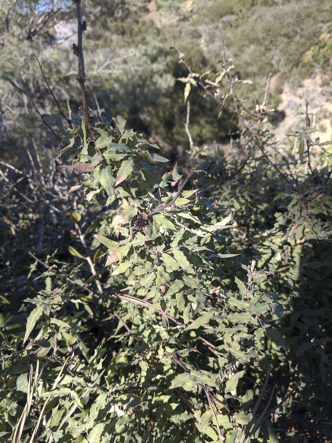 Image of Nevin's barberry