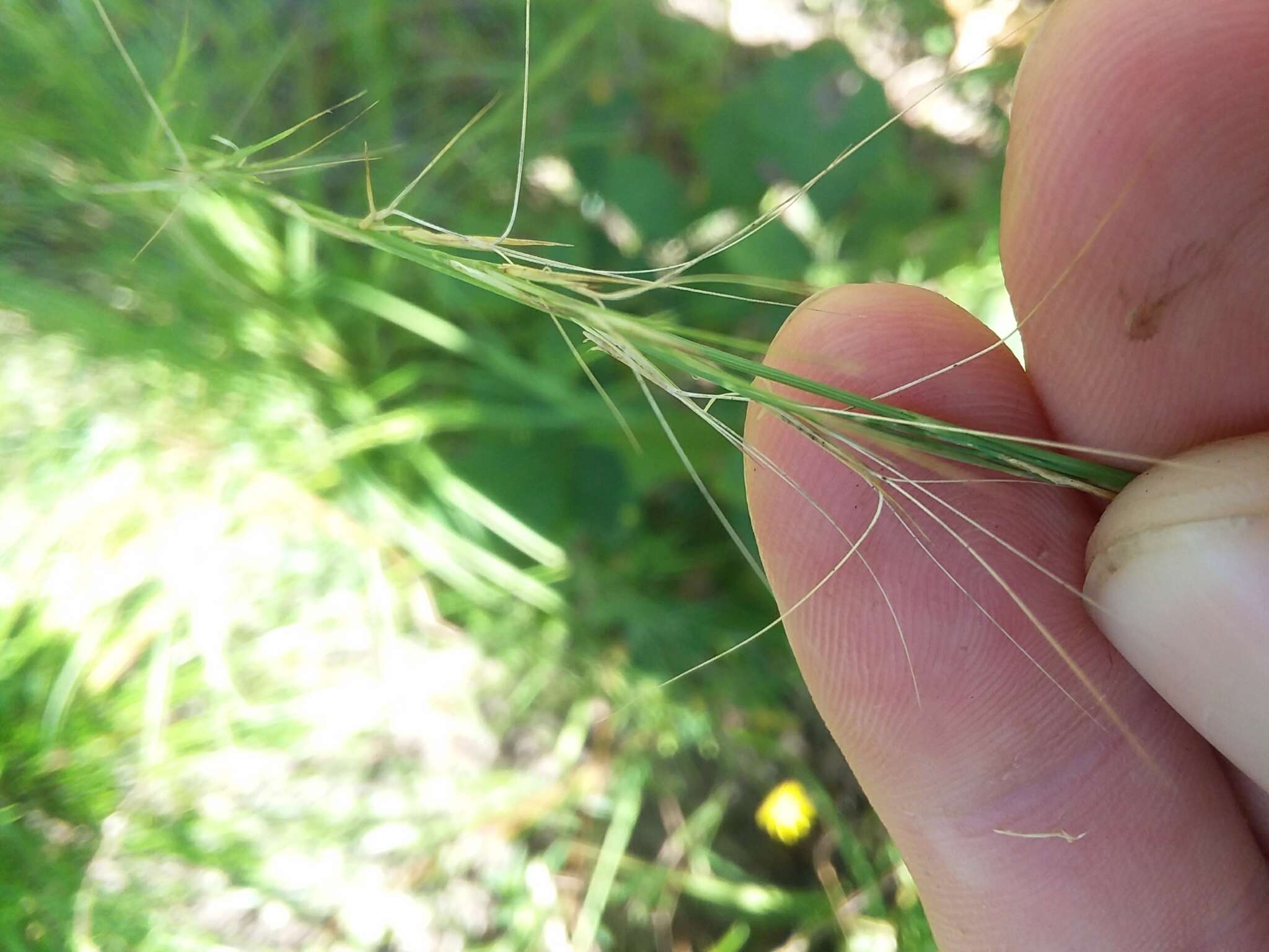 Imagem de Aristida purpurascens Poir.