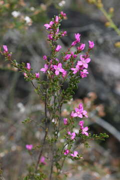 Image of Boronia crenulata Sm.