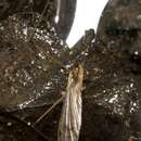 Image of Cranefly