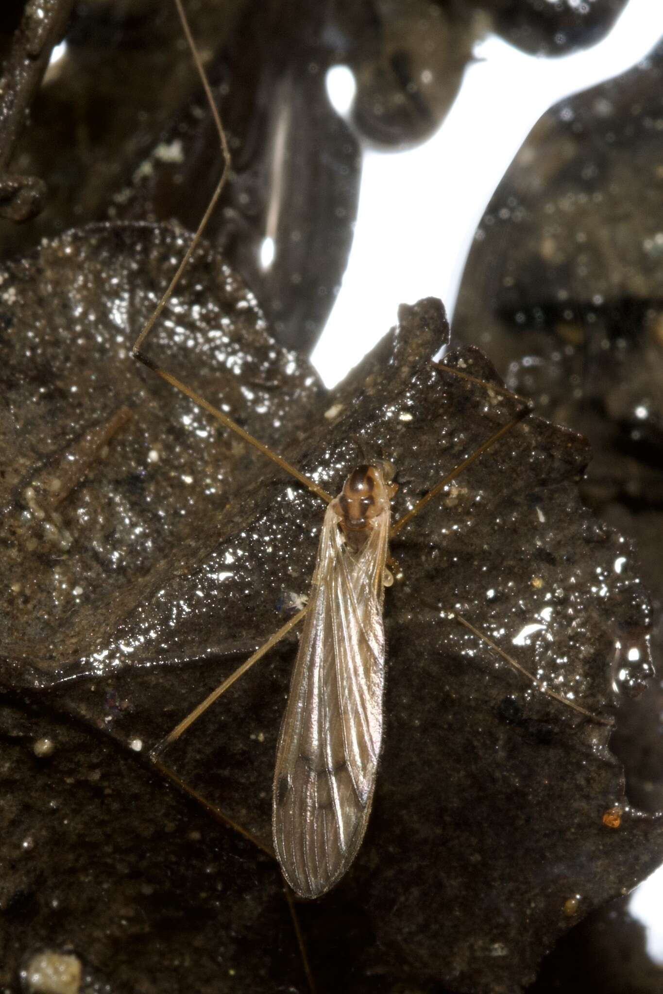 Image of Cranefly