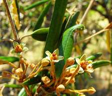 Image de Ricinocarpos ledifolius F. Muell.