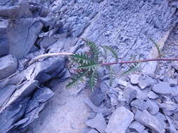 Image of Brassica elongata subsp. pinnatifida (Schmalh.) Greuter & Burdet