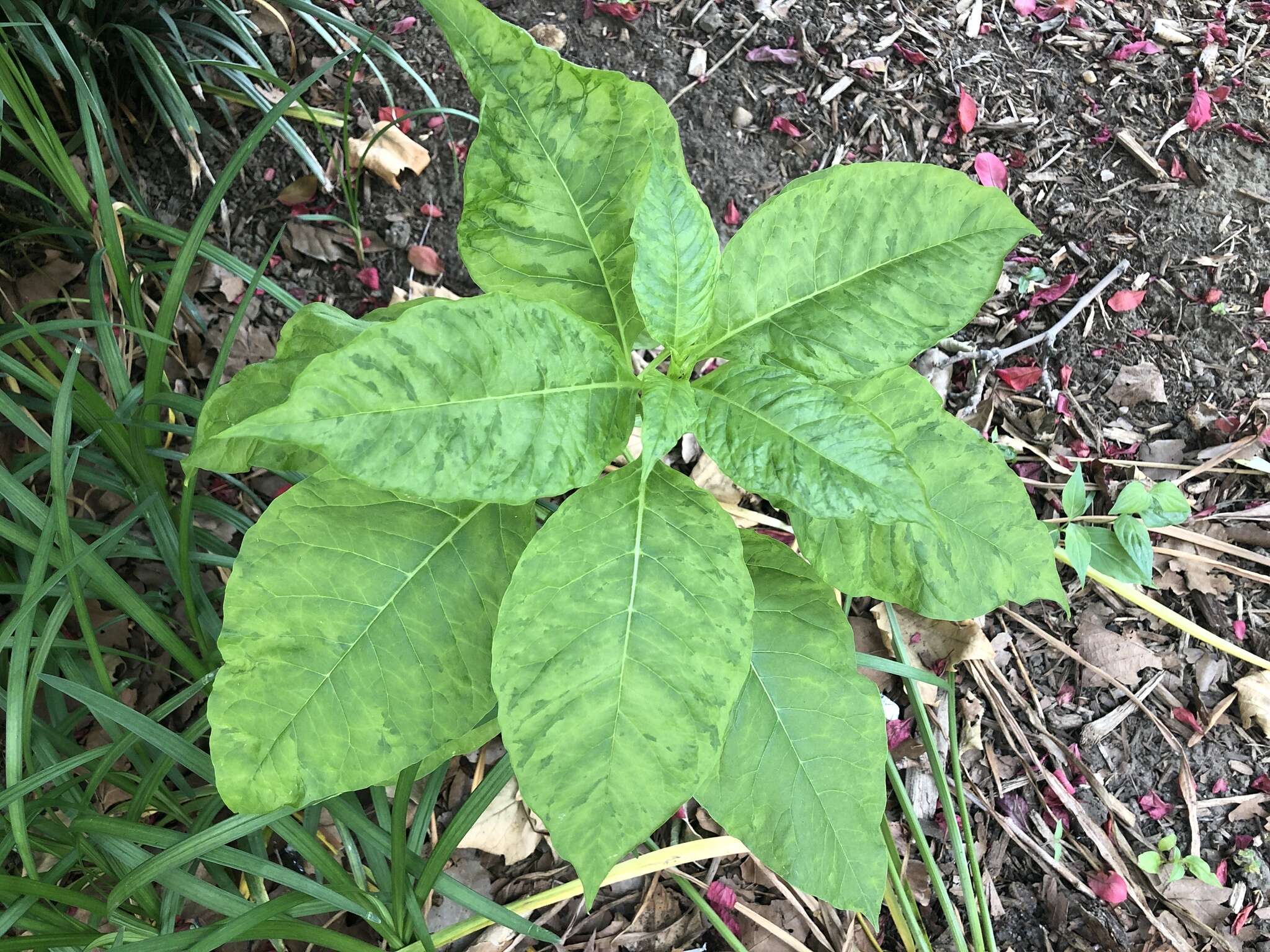 Sivun Pokeweed mosaic virus kuva