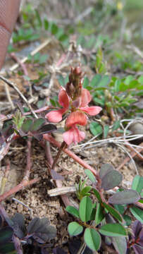 Image of Indigofera linnaei Ali