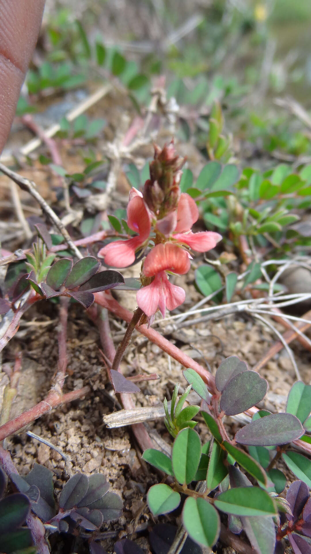 Plancia ëd Indigofera linnaei Ali