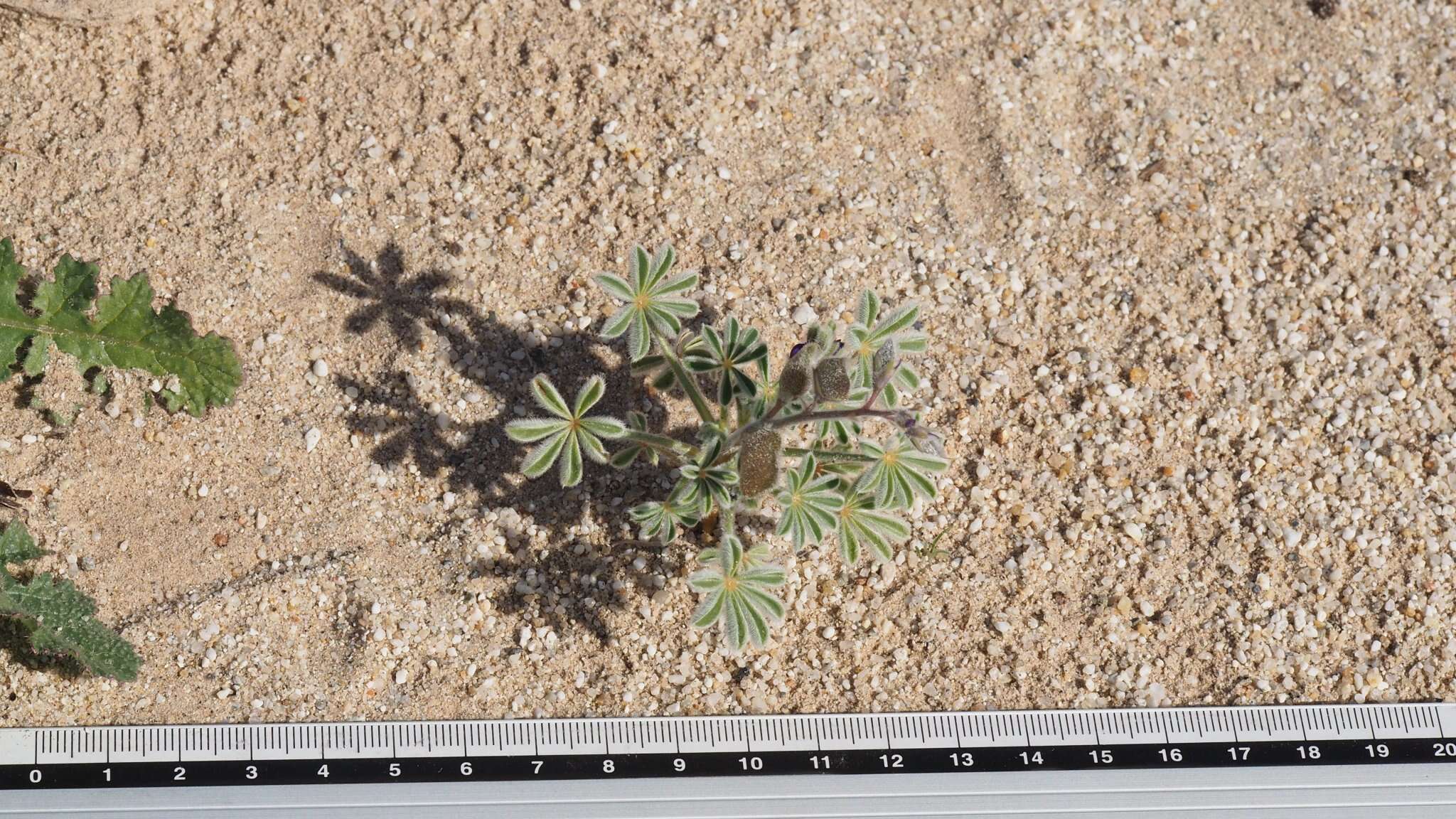 Image of purple desert lupine