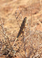 Image of Common Spiny Agama