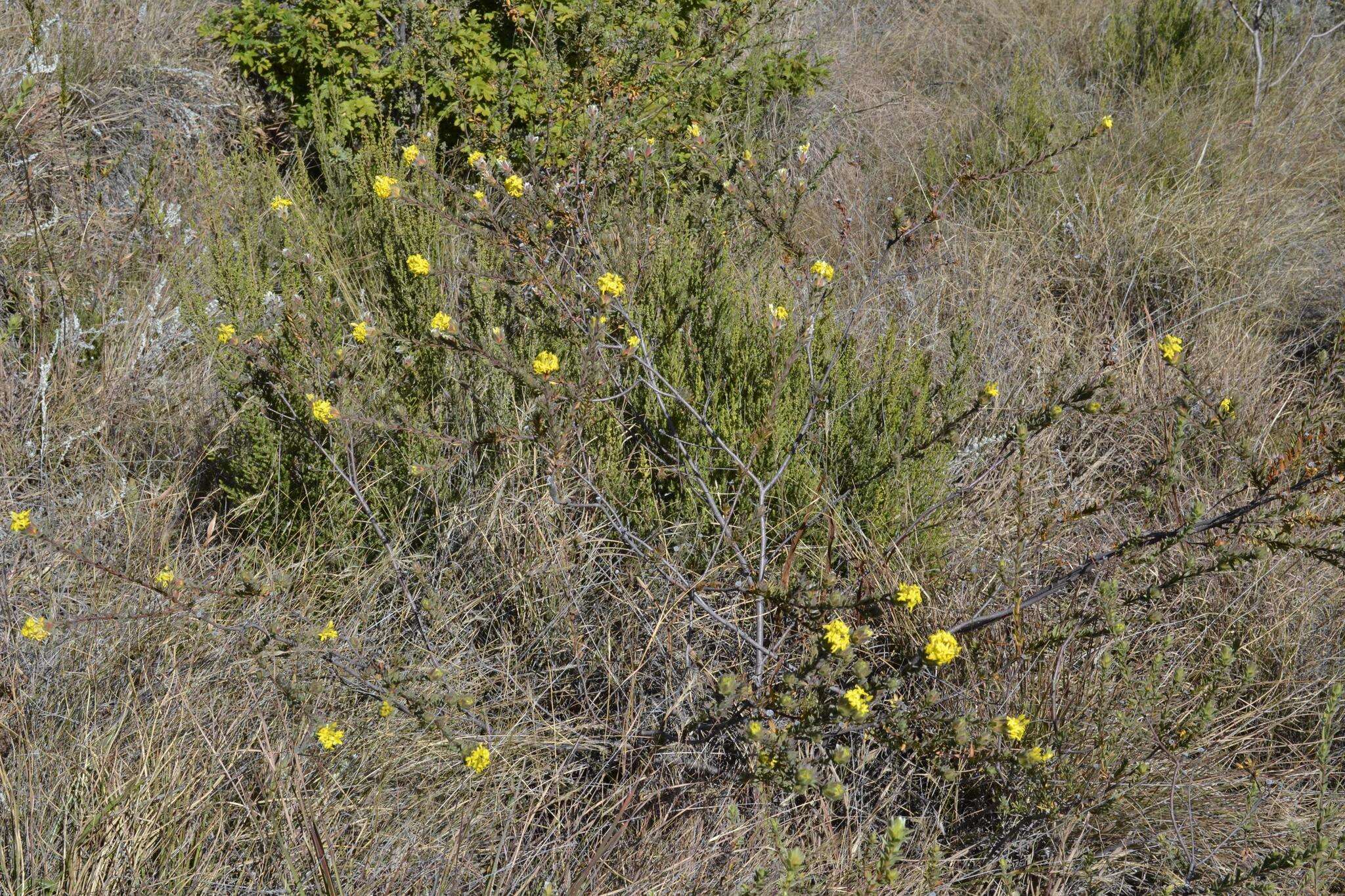 Plancia ëd Gnidia burchellii (Meissn.) Gilg