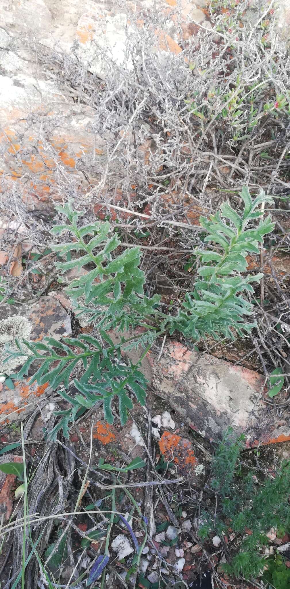 Image of Pelargonium aciculatum E. M. Marais