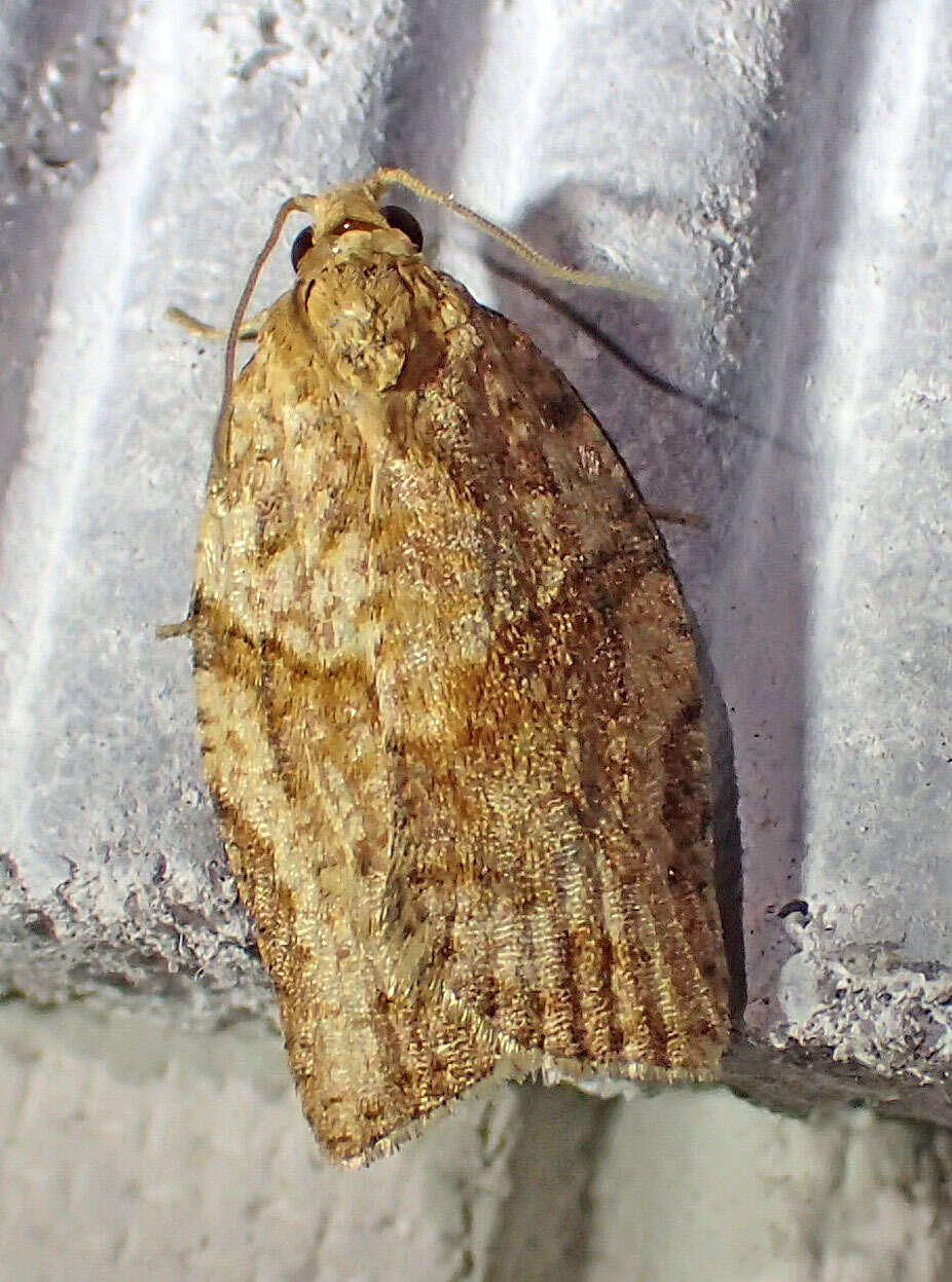 Image of Light brown apple moth