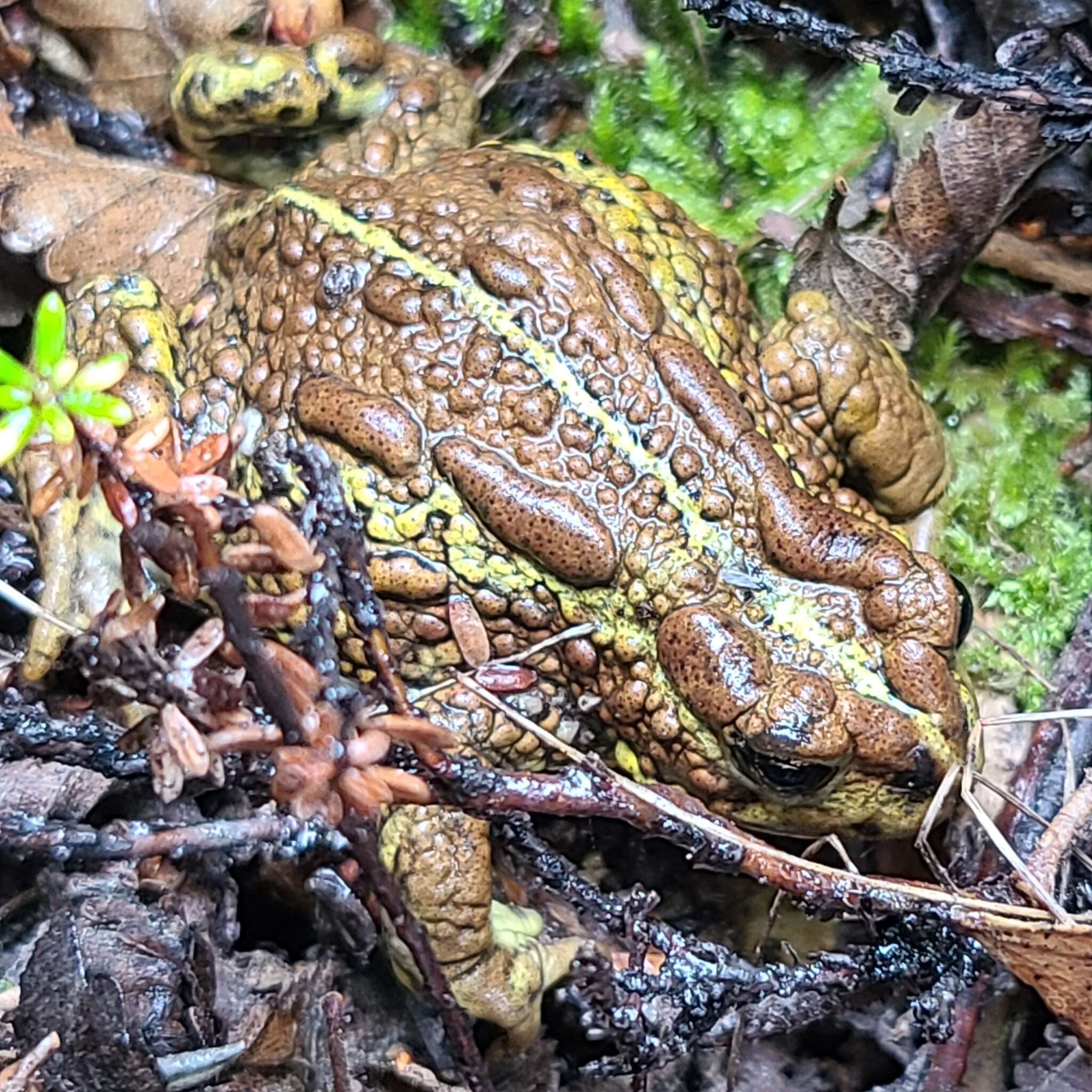 Image of Nannophryne variegata Günther 1870