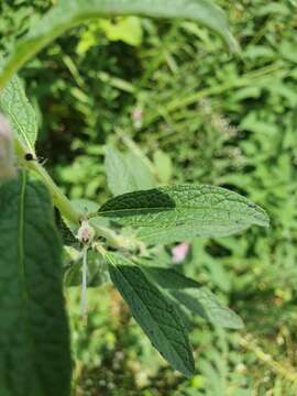 Image of false sesame