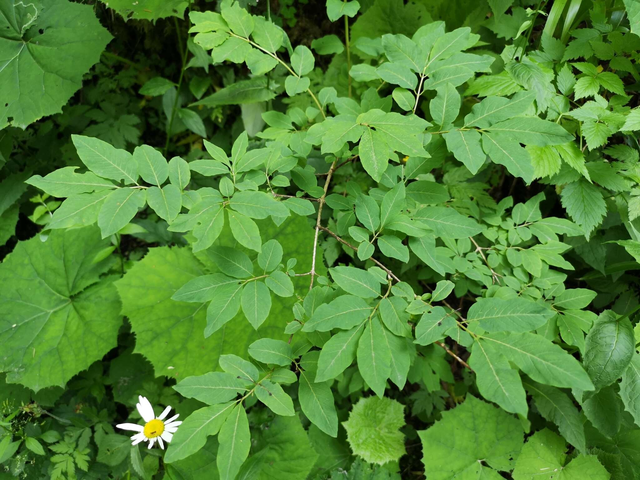 Lonicera nigra L. resmi