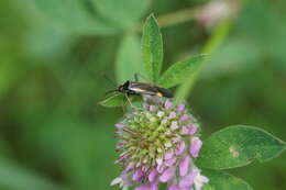 Adelphocoris seticornis (Fabricius 1775)的圖片