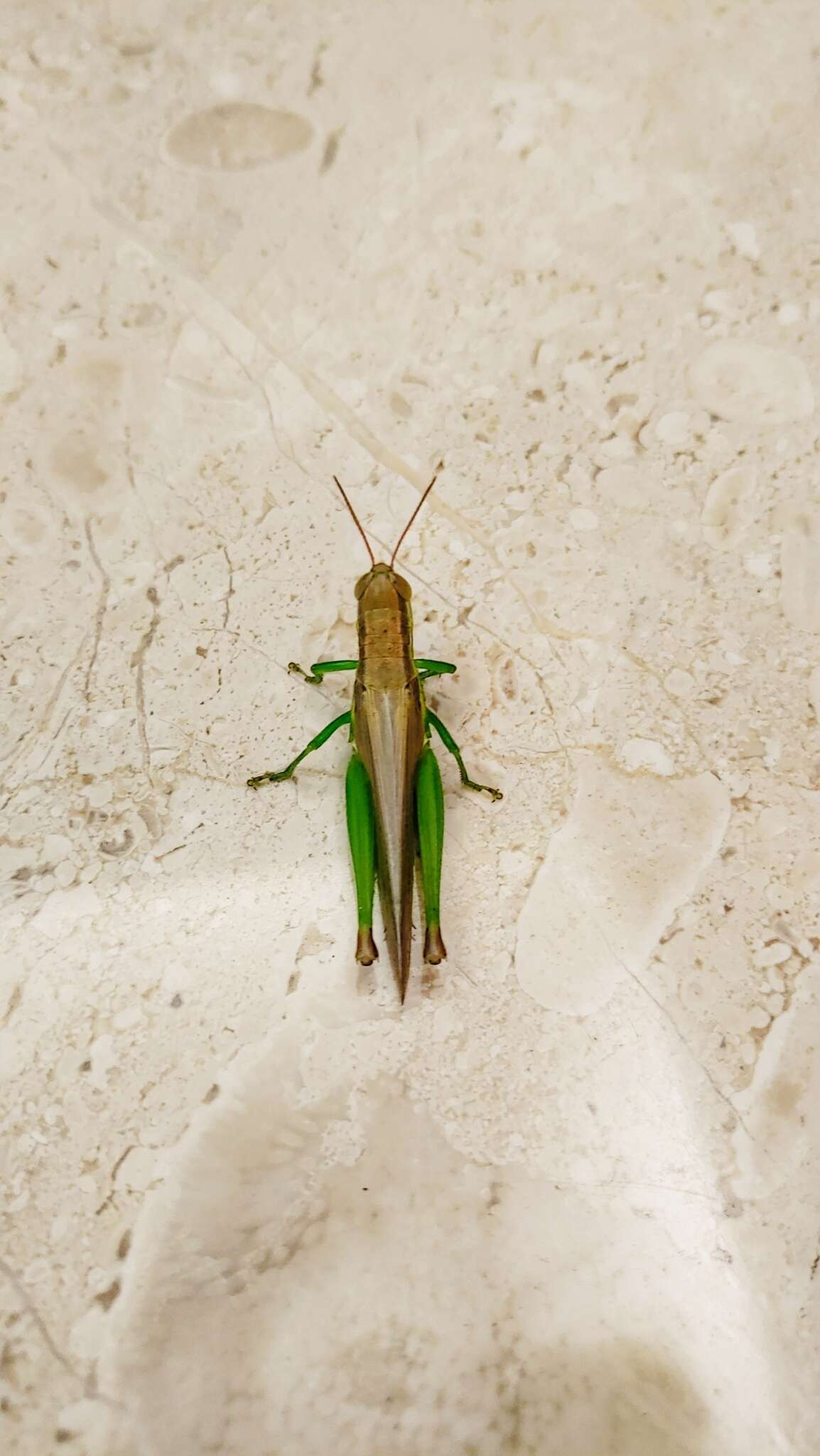 Image of Grasshopper