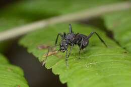 Image of Polyrhachis armata (Le Guillou 1842)