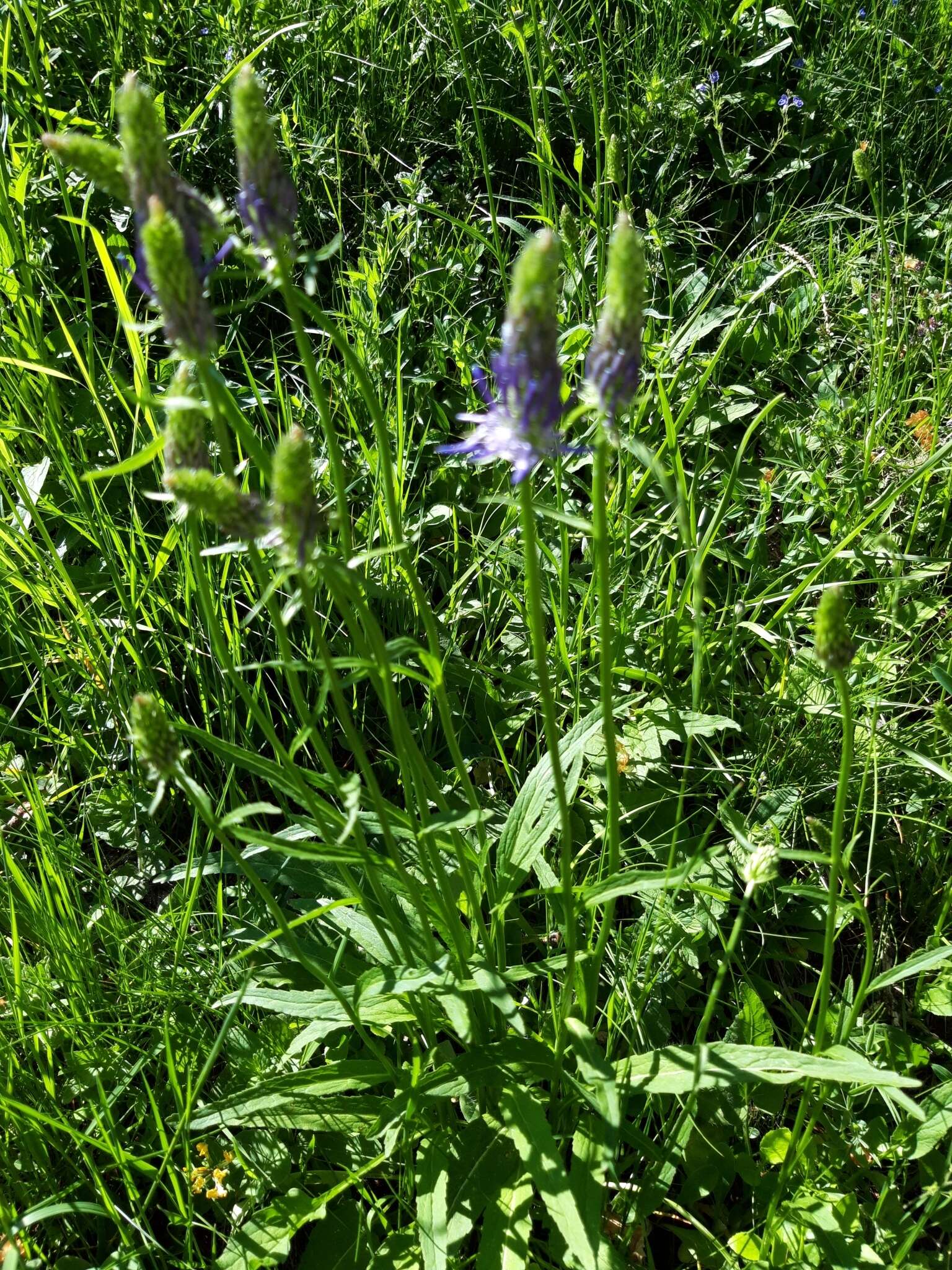 Image of Betony-leaved Rampion