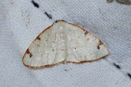 Слика од Microxydia orsitaria Guenée 1858