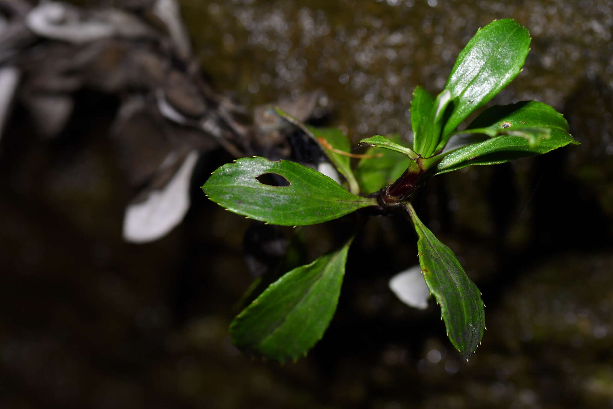 Image of Celmisia bonplandii (J. Buch.) Allan