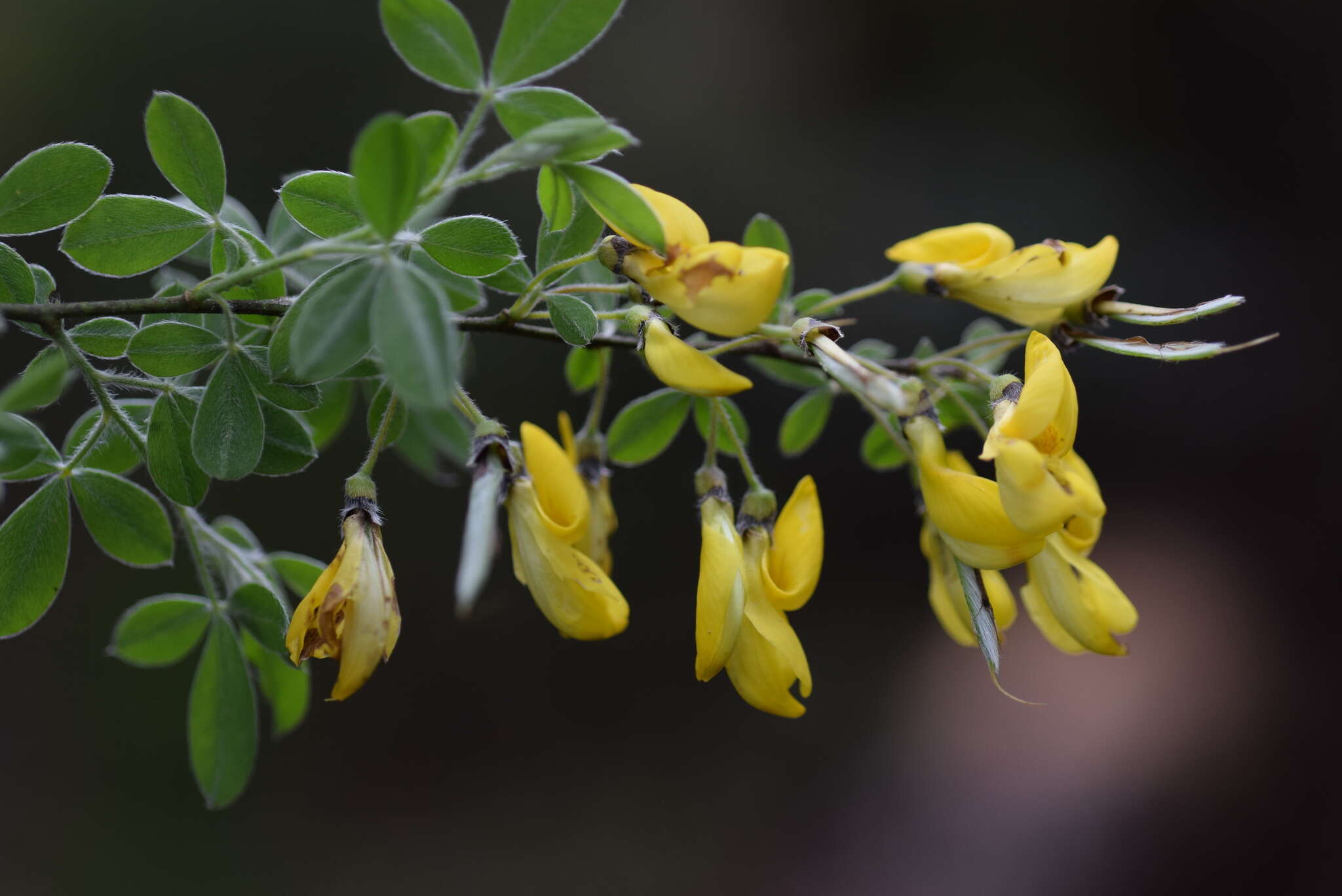 Слика од Cytisus villosus Pourr.