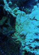 Image of Brown stinging hydroid