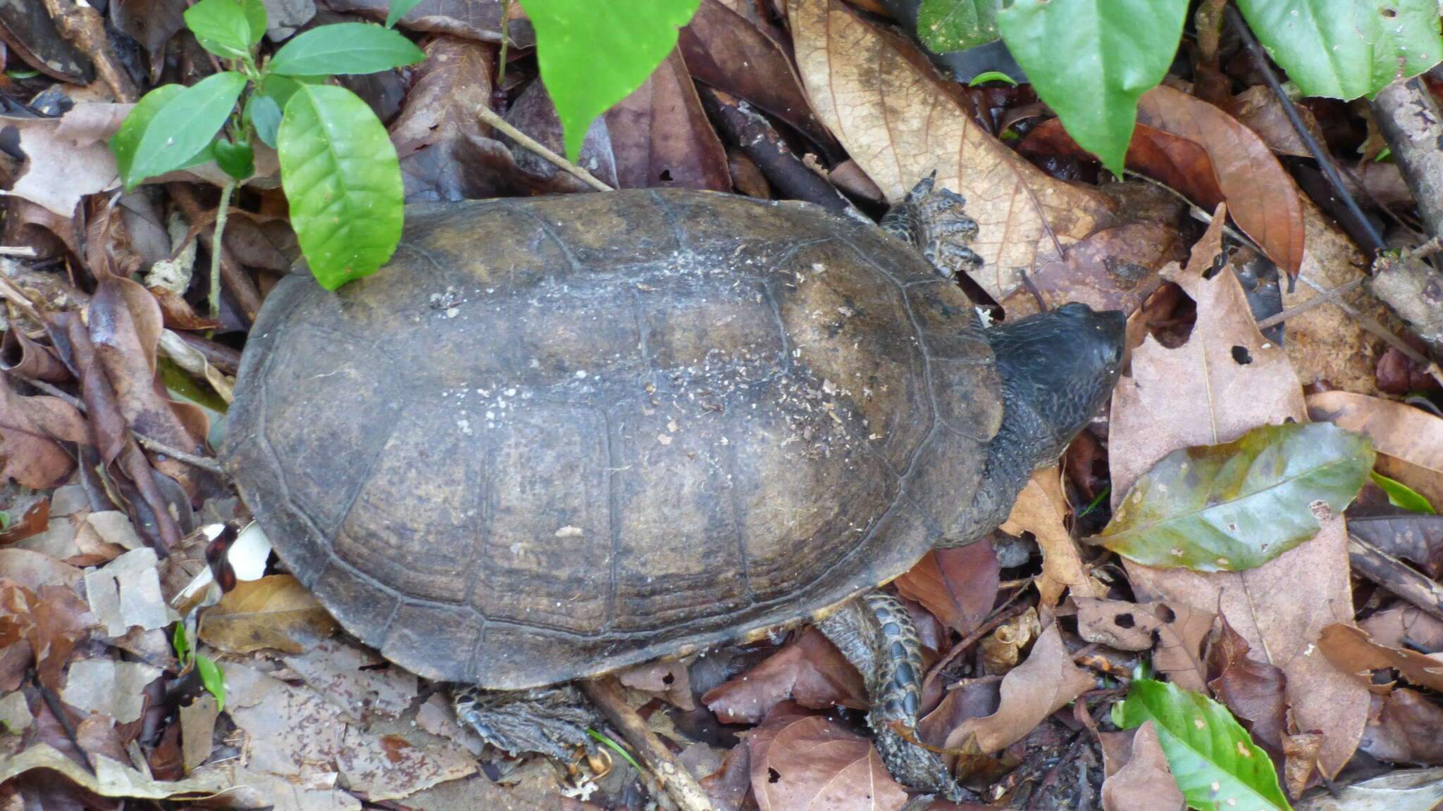 Image of Brazilian Radiolated Swamp Turtle