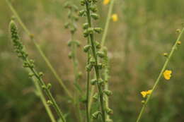 Image of fragrant agrimony