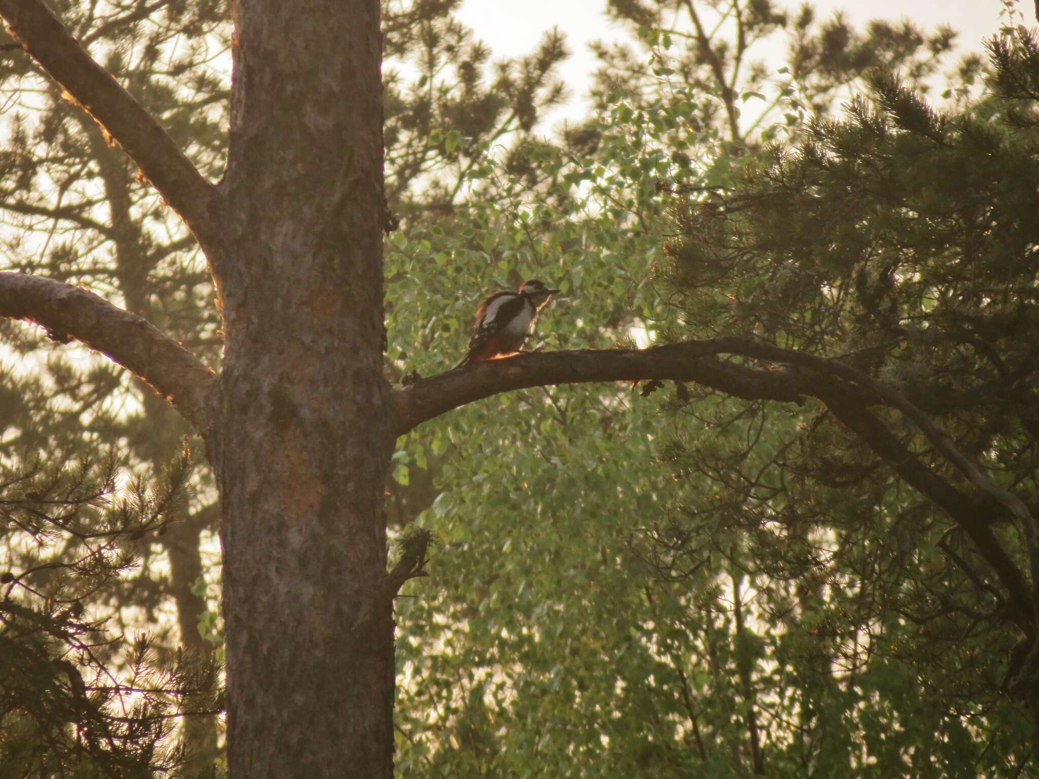 Image of Great Spotted Woodpecker